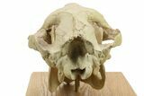 Fossil Oreodont (Merycoidodon) Skull - South Dakota #284373-6